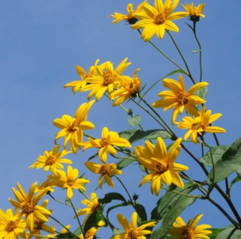 돼지감자-꽃-사진