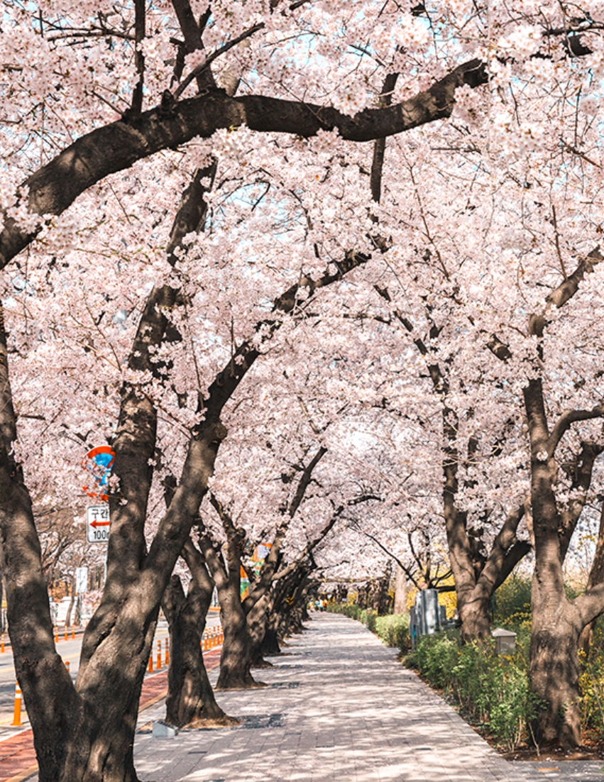 여의도 벚꽃축제 일정
