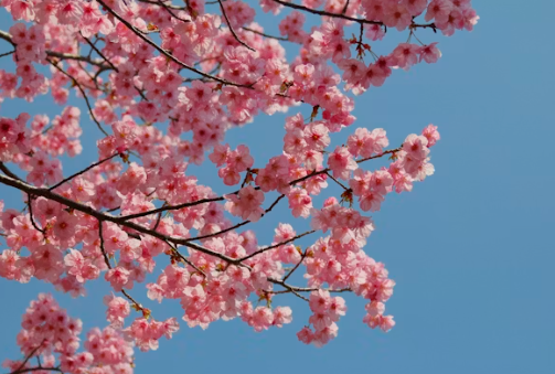 사주에서 말하는 도화살의 진짜 의미