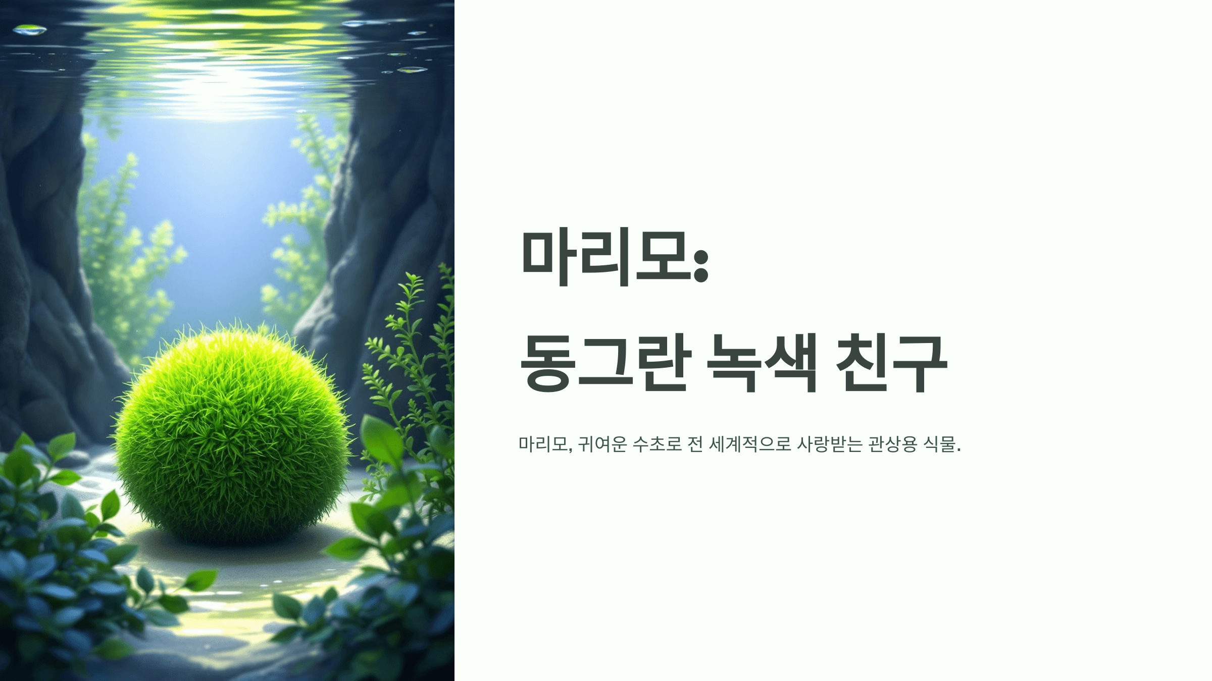 마리모 사진입니다.