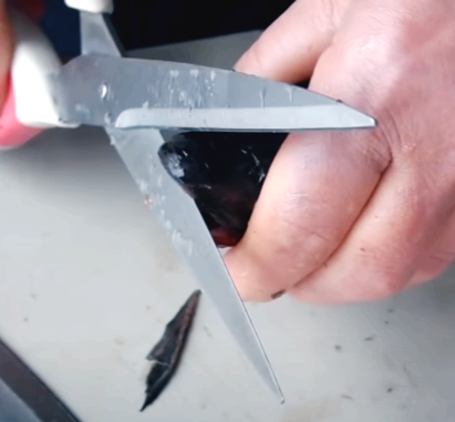 코다리 주둥이 손질