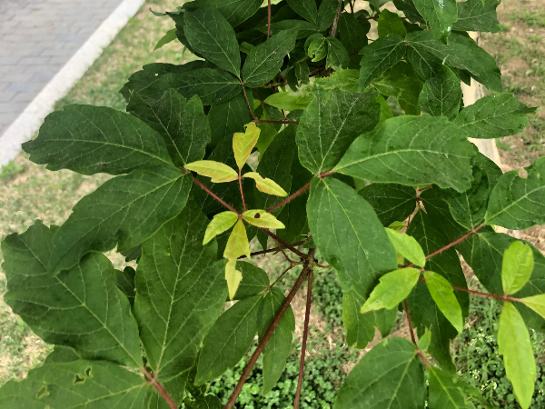 복자기 잎 삼출엽