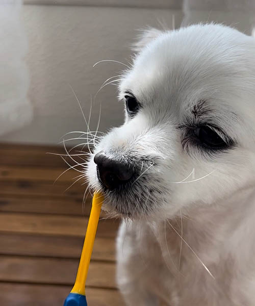 버박-치약으로-강아지-양치질