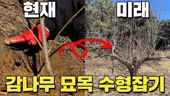 감 재배 탄저병 방제 가지 치기 저장 요령_2
