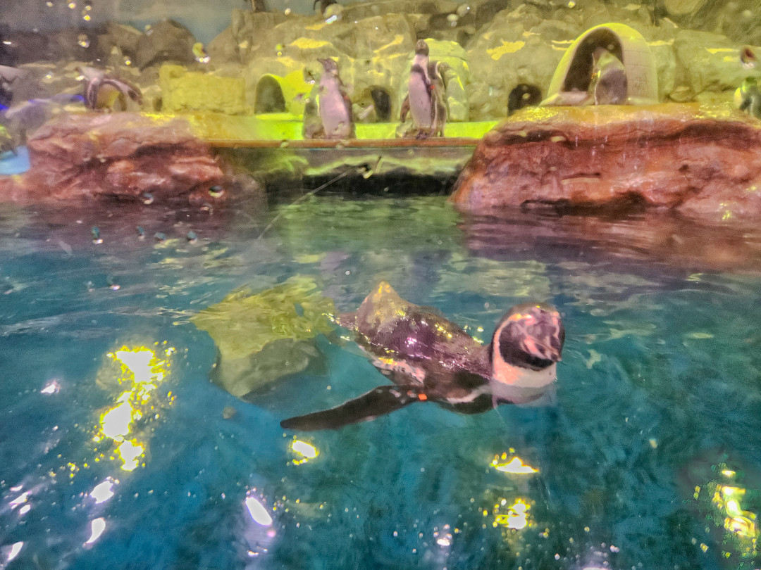 롯데월드 아쿠아리움 펭귄