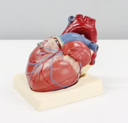 고혈압 증상 원인 예방법 생활습관