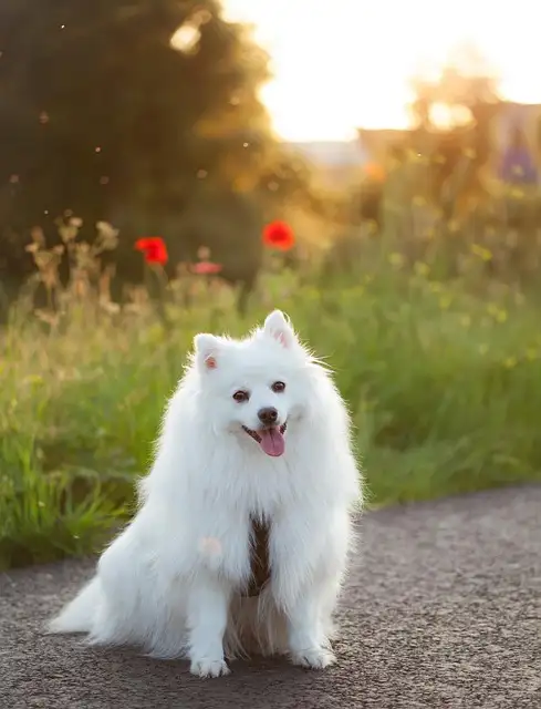 강아지 농장 나들이 꿀팁 &amp; 후기 모음 (입장료&amp;#44; 체험 정보 총정리)