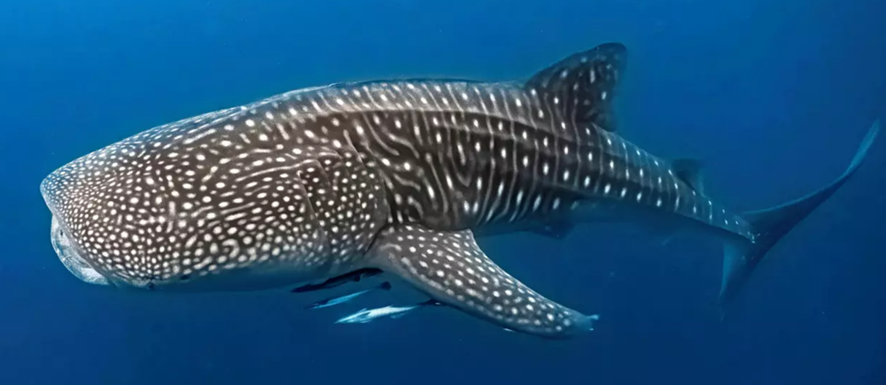 고래상어(Whale Shark)