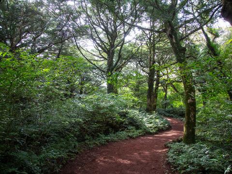 10월 제주도 가볼만한곳 추천 베스트 10. 비자림 (구좌읍)