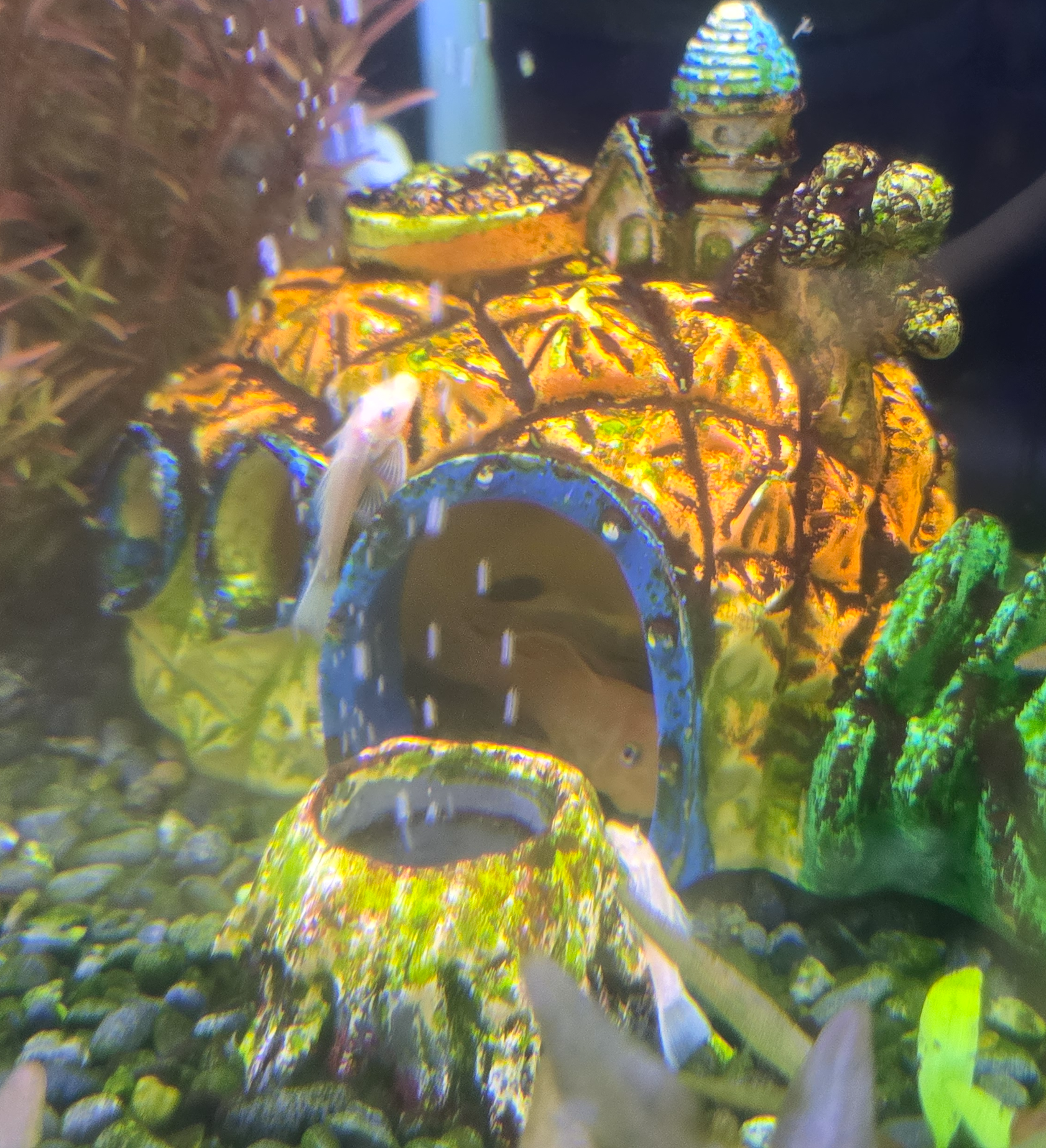 안시가 구조물에 붙어 있는 사진