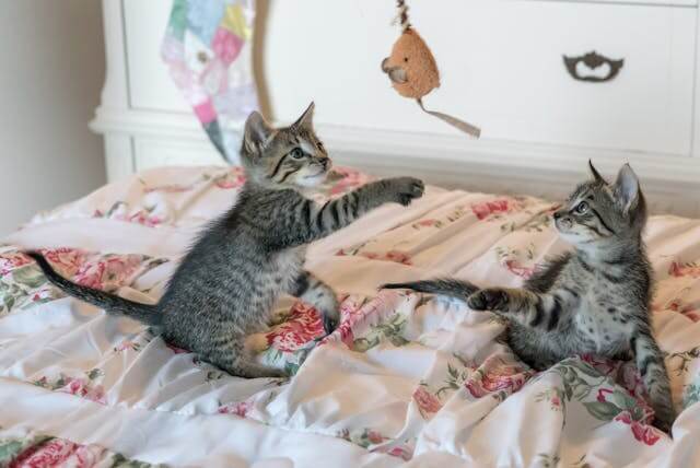 고양이 꿈 해몽의 의미