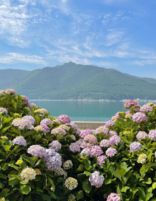 경상권 수국명소 추천 7곳, 여름의 정취를 만끽할 수 있는 곳