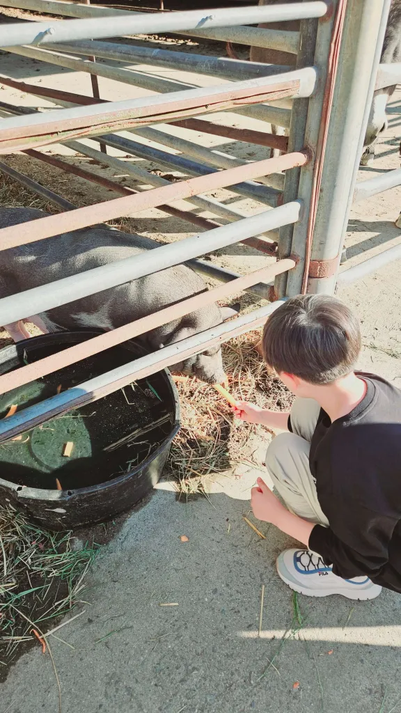 젖소에게 우유를 주면서 행복을 느끼고 있는 모습