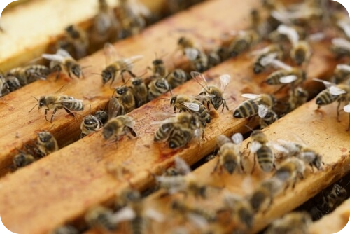 프로폴리스 하루권장량 복용방법