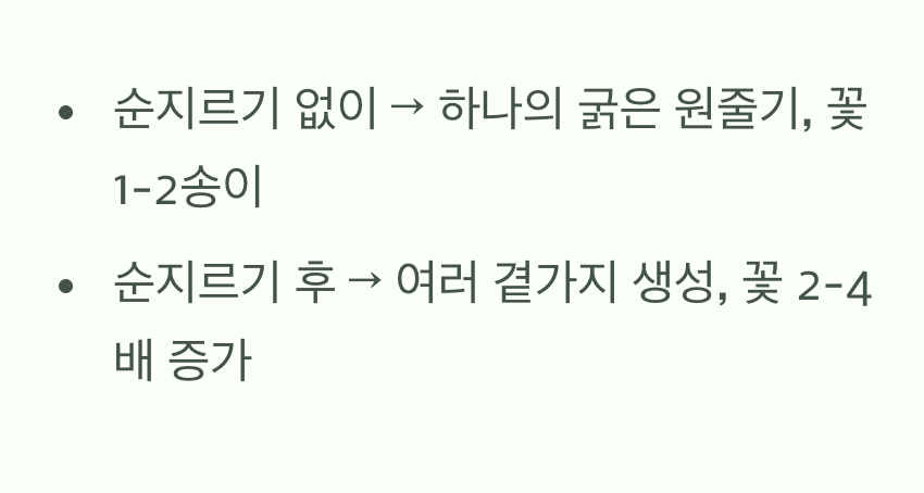 왜 다알리아에게 &amp;#39;순지르기&amp;#39;가 필수일까?