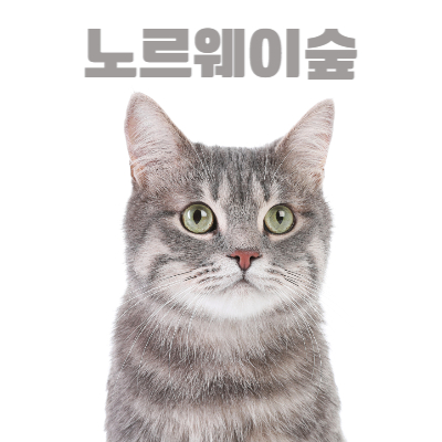 노르웨이숲고양이 사진