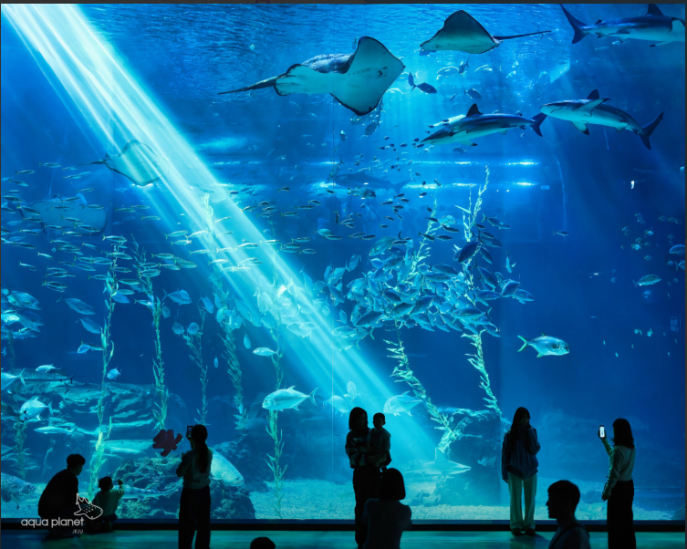 아쿠아플라넷 제주 할인 예매 플랫폼 비교 이미지