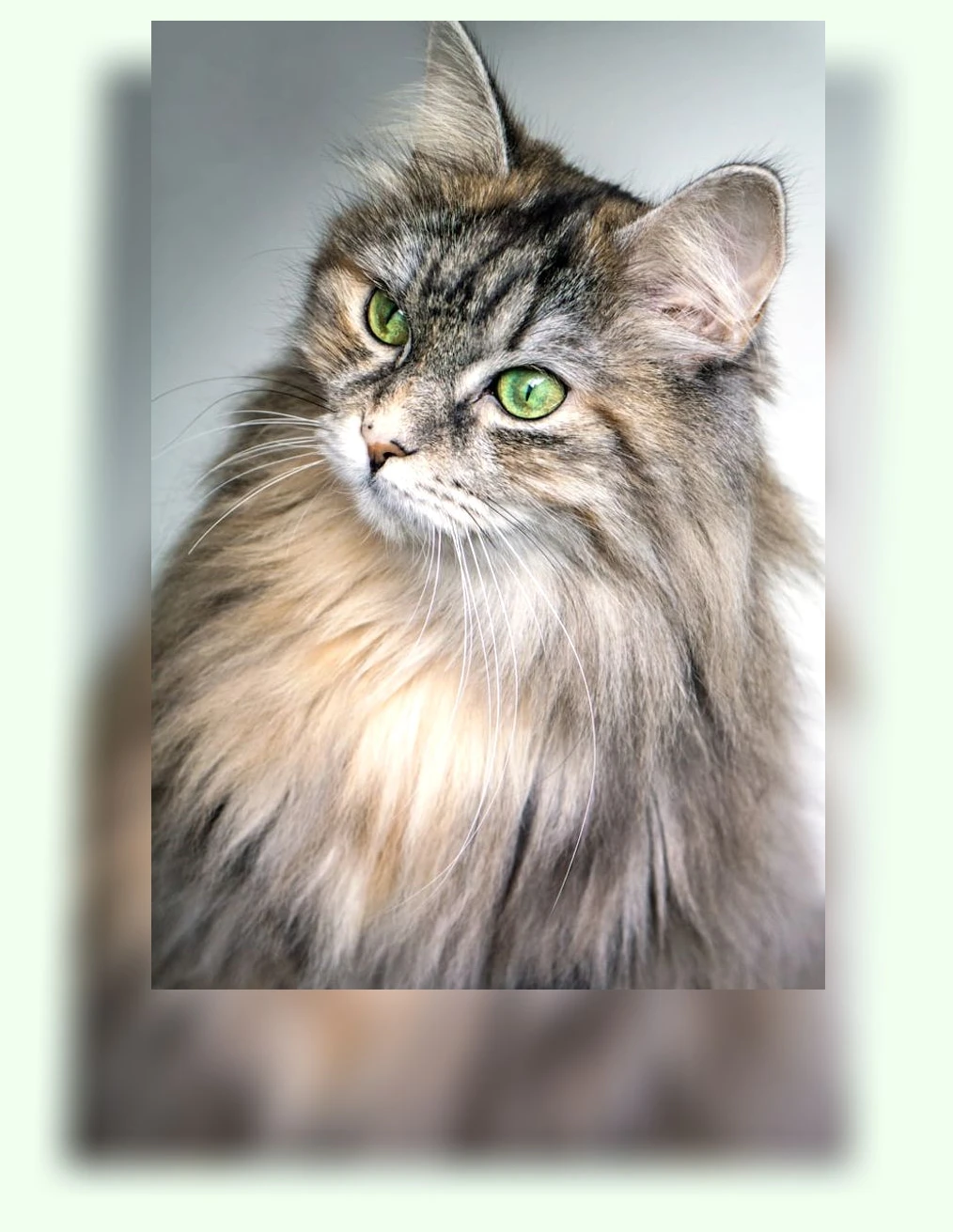 스핑크스 고양이 입양_1_subsection