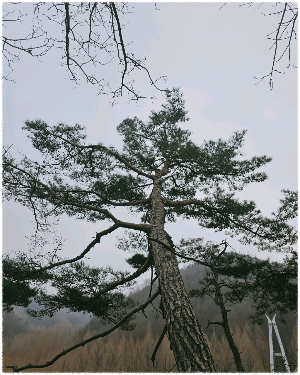 장태산