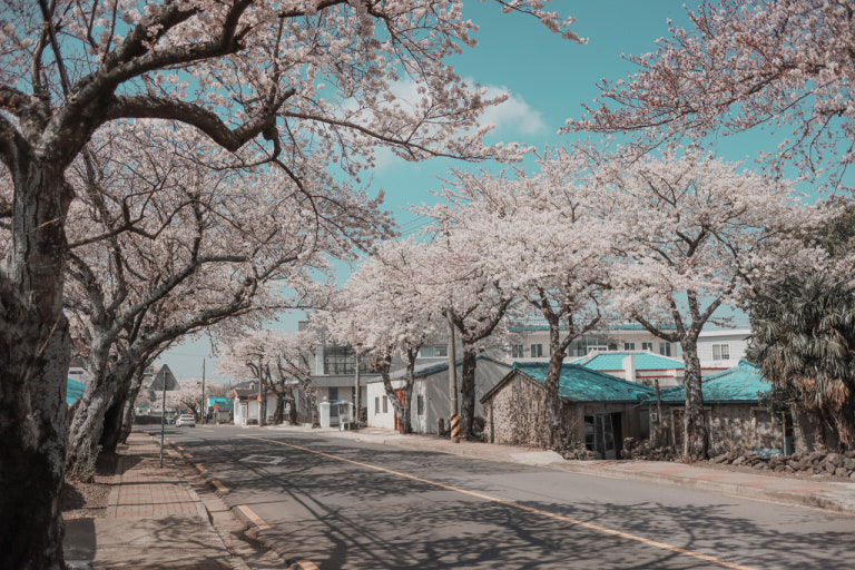 제주 애월읍 전농로 벚꽃 사진