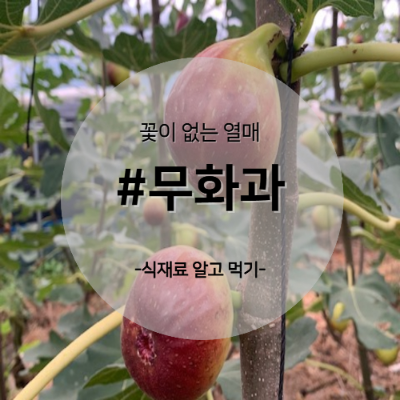 무화과