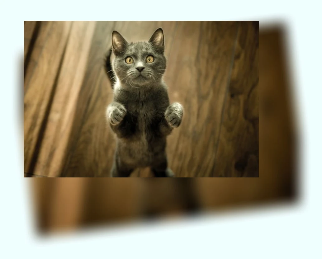 고양이 털 관리_3_subsection