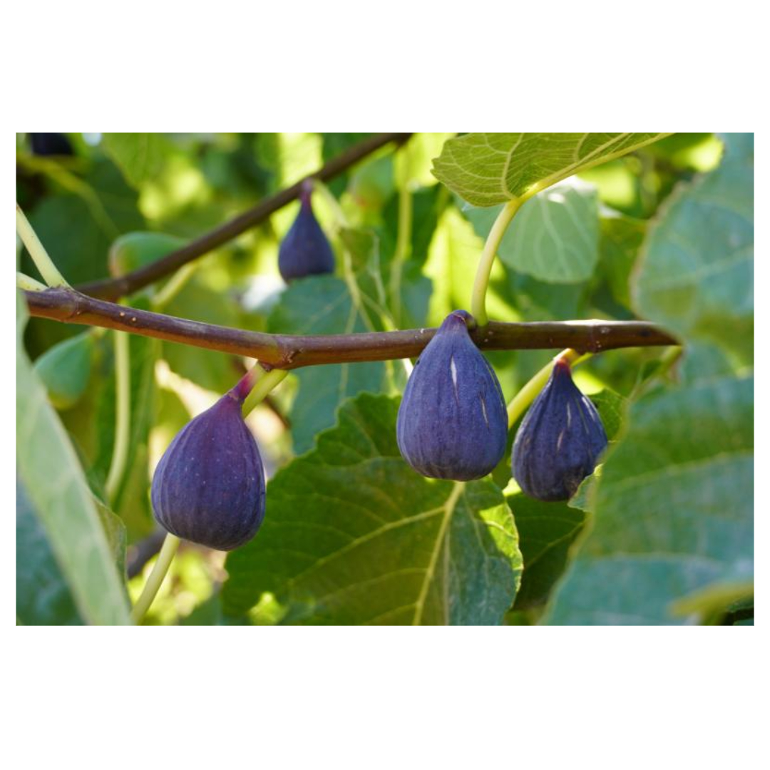 무화과와 관련된 사진입니다.