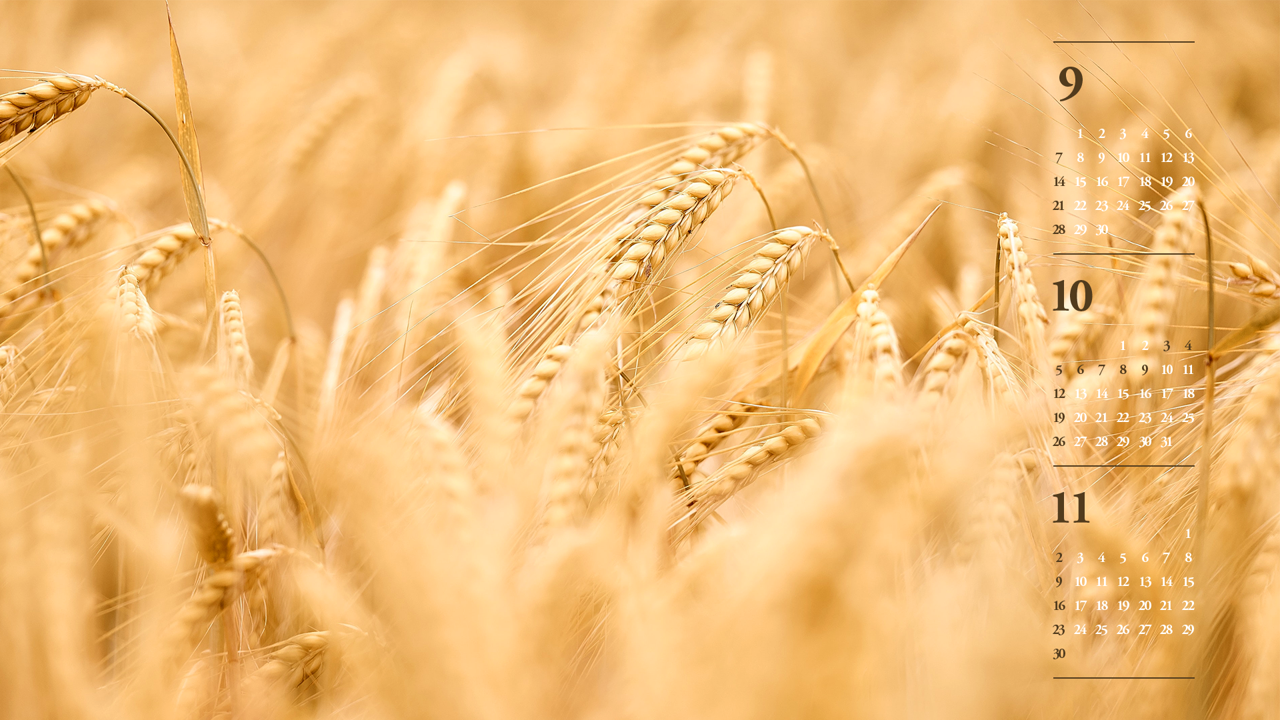 02 밀밭 B - 2025년10월 노트북배경화면