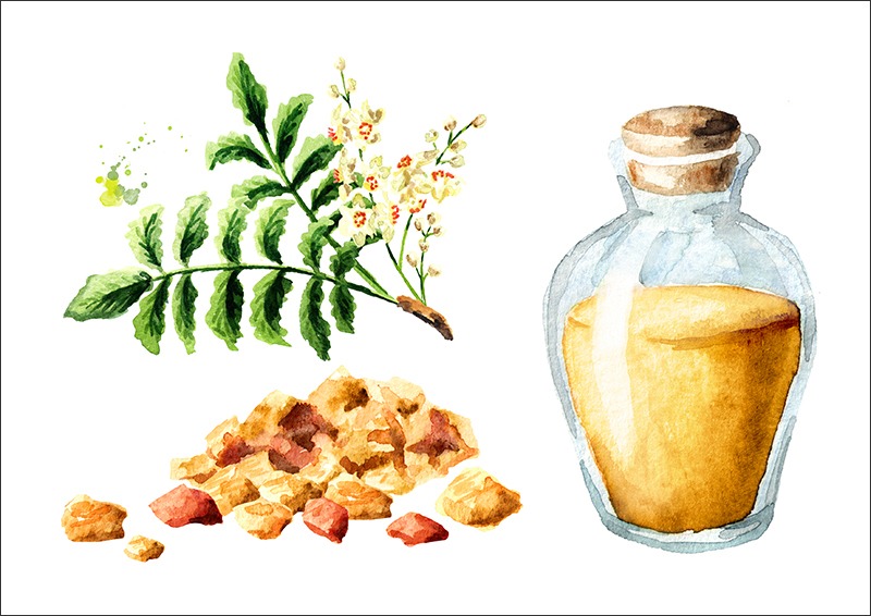버드나무 (Frankincense)