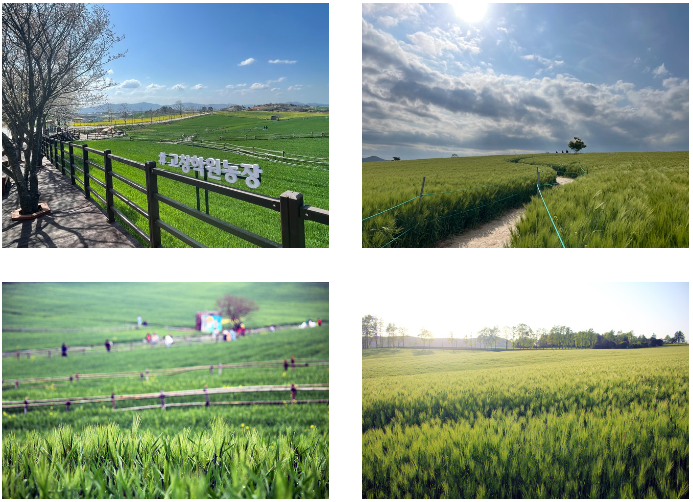 고창 가볼만한 곳 청보리밭 축제 (출처-홈페이지)