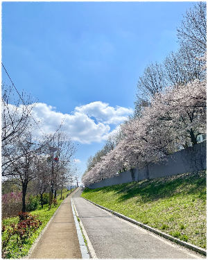 안양천제방벚꽃길