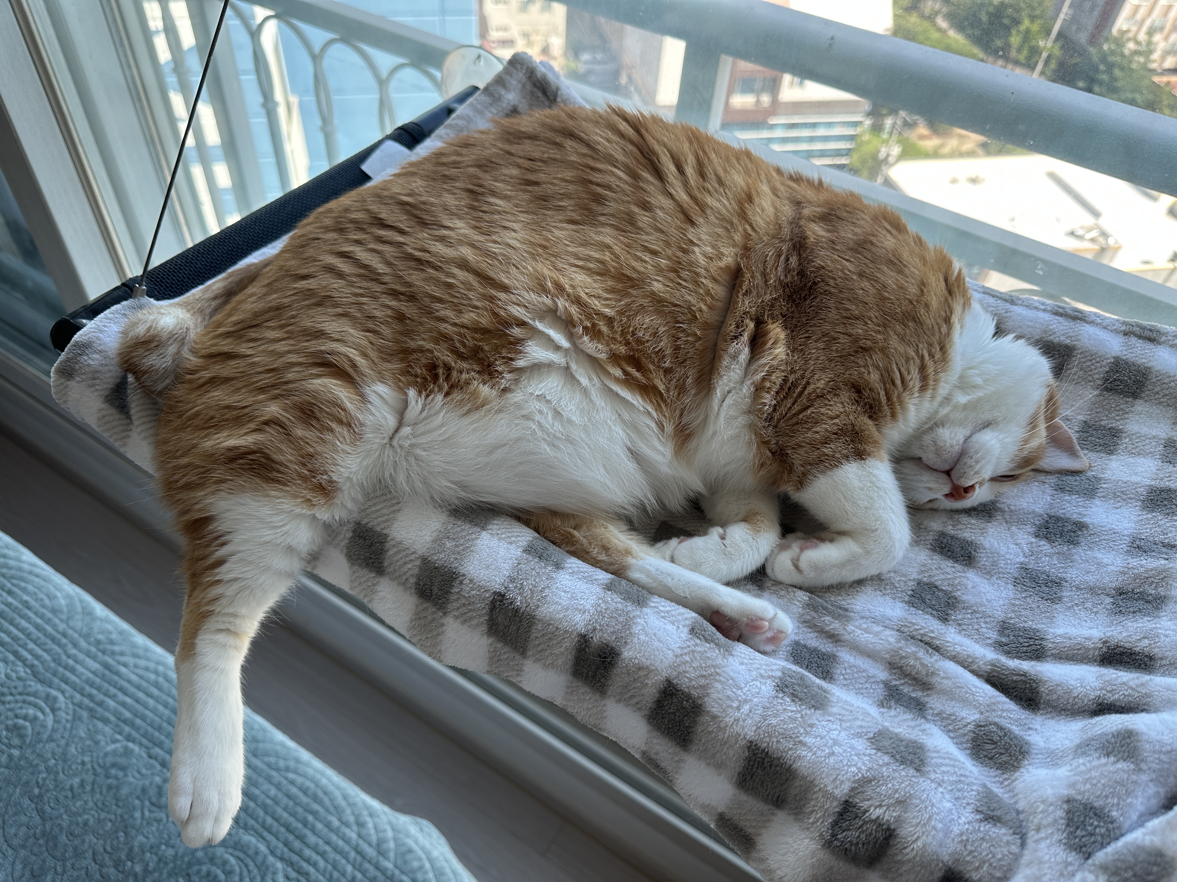 장마철에_카사바_모래_관리_방법과_치즈냥이_호야