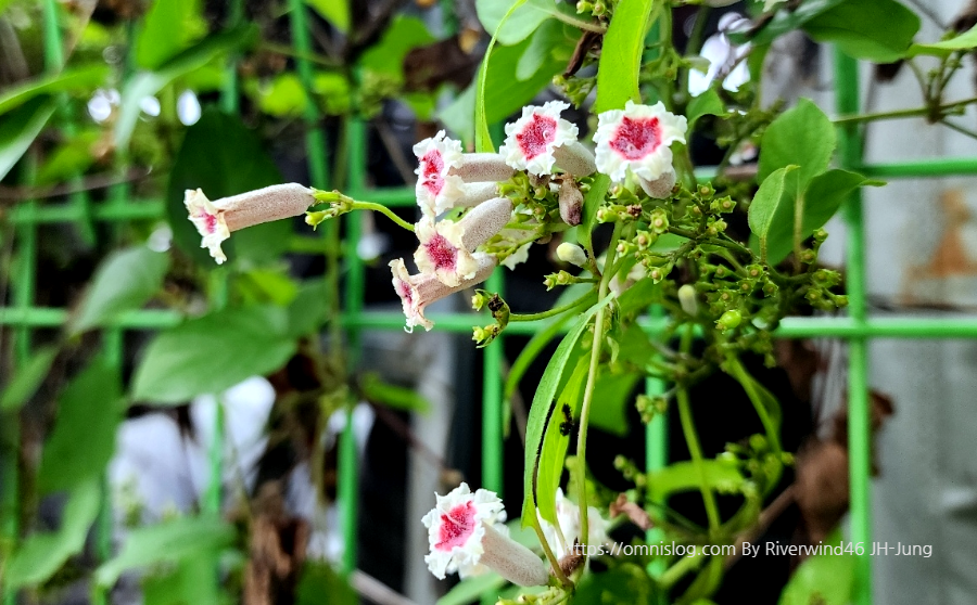 계요등(鷄尿藤)Paederia foetida