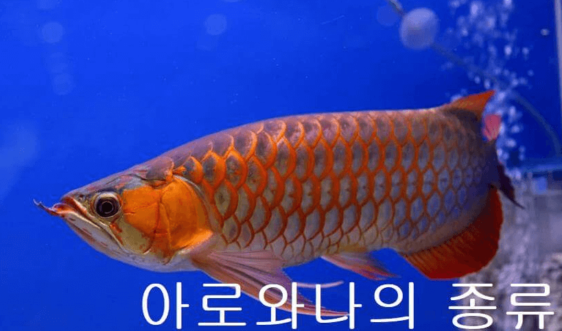아로와나 생태계정보