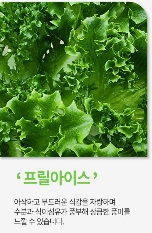 6시내고향 유럽쌈채소 경남 밀양 밀양상회