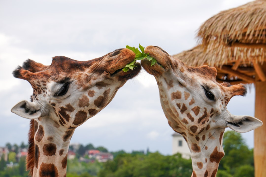 Sharing