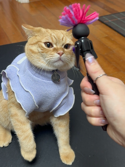 고양이 행동 교정 갑자기 물 때 대처 방법 놀다가 물 때