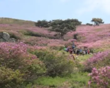 황매산 철쭉축제_5