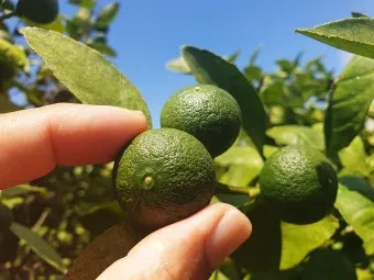 청귤 재배 어린 열매 솎기 착색 관리 저장 팁_11