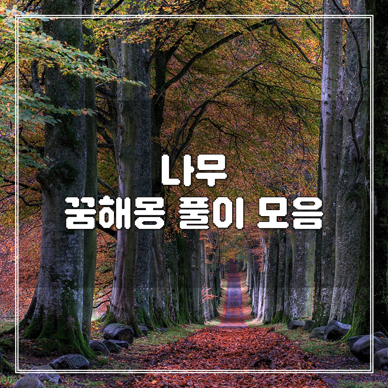 나무 꿈해몽 풀이 모음 썸네일