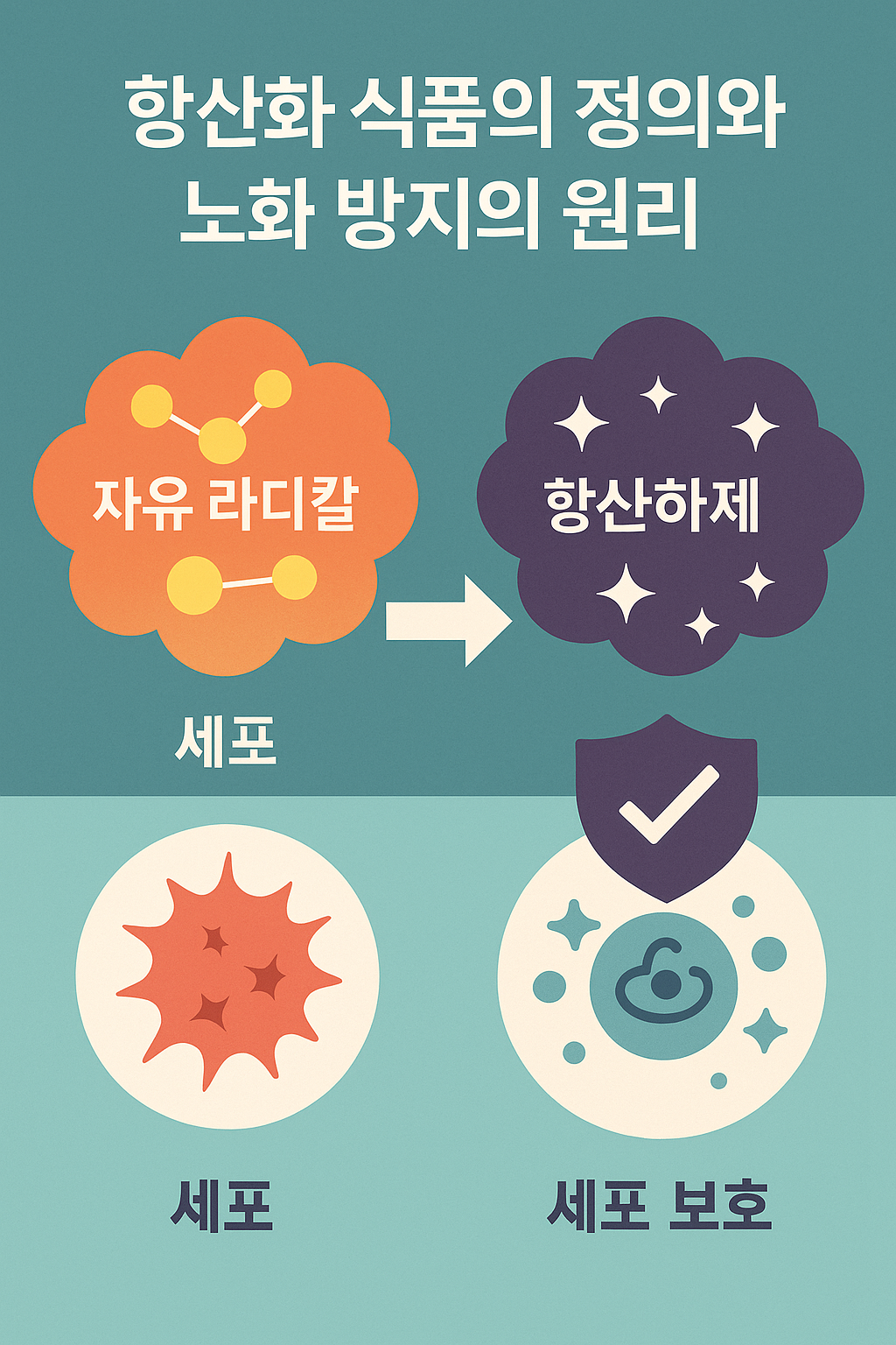 노화방지 항산화식품