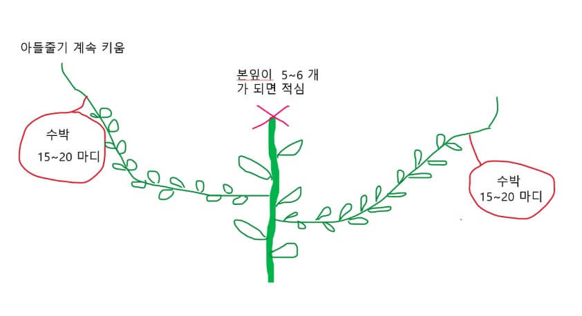 수박 순지르는 방법