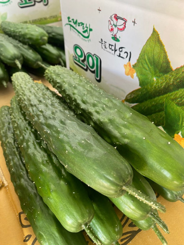 경남 창녕 가시오이 주문 방법