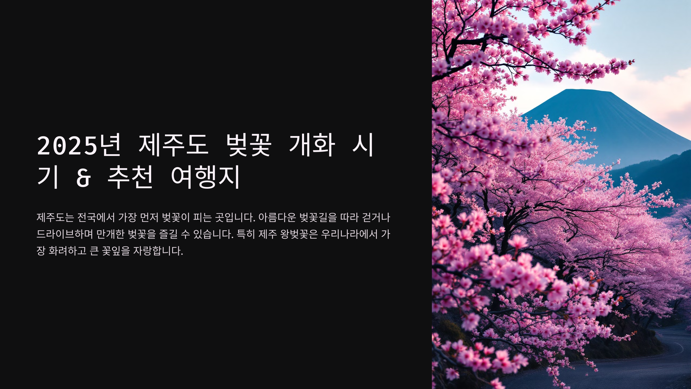 2025년 제주도 벚꽃 개화 시기 &amp; 추천 여행지