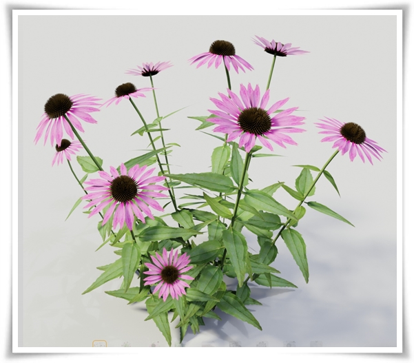 "에키네시아" 자연이 주는 건강의 선물, 건강을 지키는 허브 꽃!