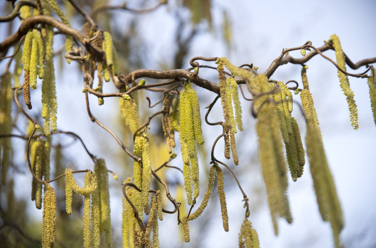 알레르기 비염 원인