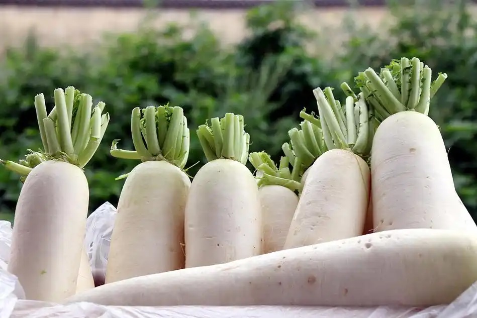 무 효능과 부작용