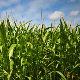 옥수수 효능과 부작용 영양성분 고르는법 칼로리
