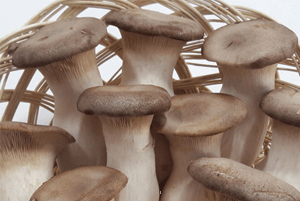 새송이버섯 효능05