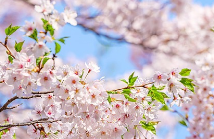 동촌유원지 벚꽃